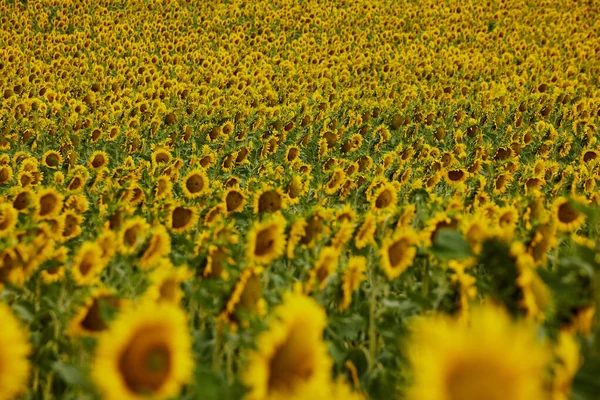 Färgglada solrosfält för blommig bakgrund. bedövning — Stockfoto