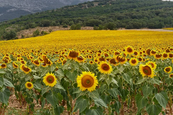 Stort fält av solrosor i full blom. Begreppet jordbruk — Stockfoto