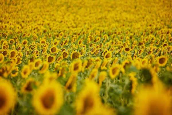 Bakgrund av färgglada solrosor från en gård — Stockfoto