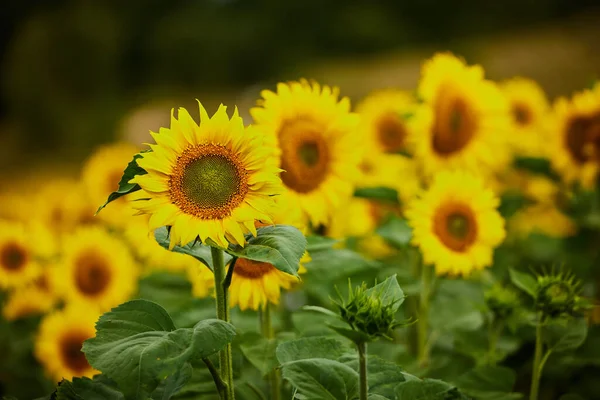 Dyr fält av solrosor blomstrar på en plantage — Stockfoto