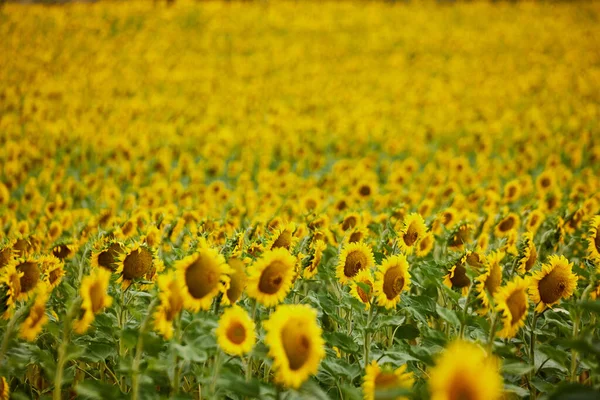 Bedövning Färgglada solros fält för blommig bakgrund — Stockfoto