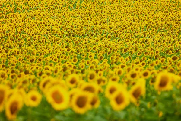 Bakgrund av färgglada solrosor från en gård — Stockfoto