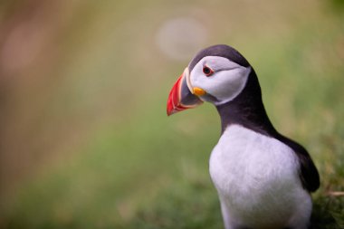 Atlantik martı kuşu ya da okyanus mavisi arka planda bilinen martı. Fratercula arkktika. İrlanda 'nın en popüler kuşları.
