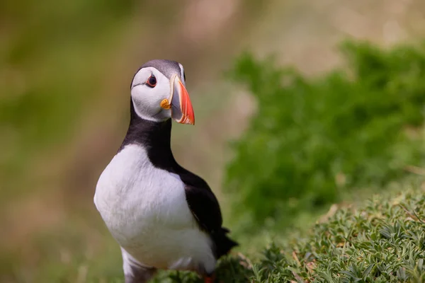 Frailecillo de pie sobre un acantilado de roca. fratercula arctica —  Fotos de Stock