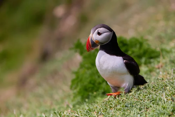 Puffin de pé em um penhasco. fratercula arctica — Fotografia de Stock