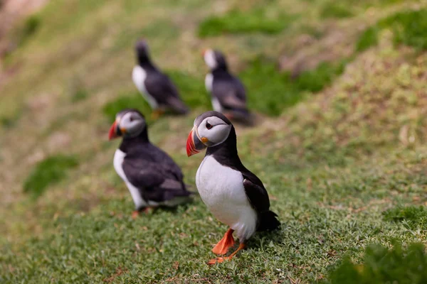 Паффин стоит на скале. fratercula arctica — стоковое фото