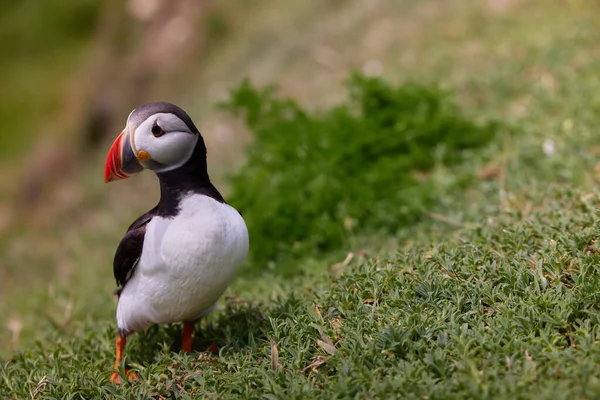 Puffin de pé em um penhasco. fratercula arctica — Fotografia de Stock