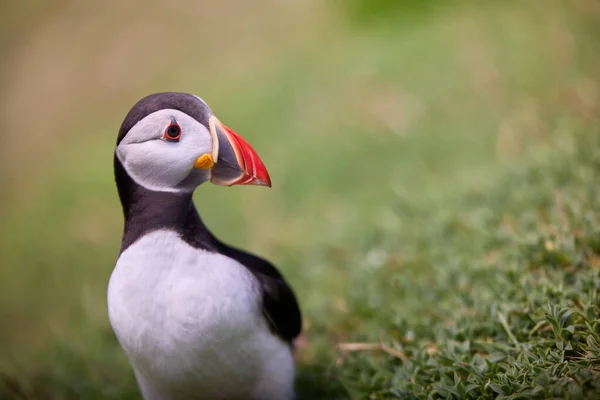 Puffin standing on a rock cliff . fratercula arctica Stock Photo