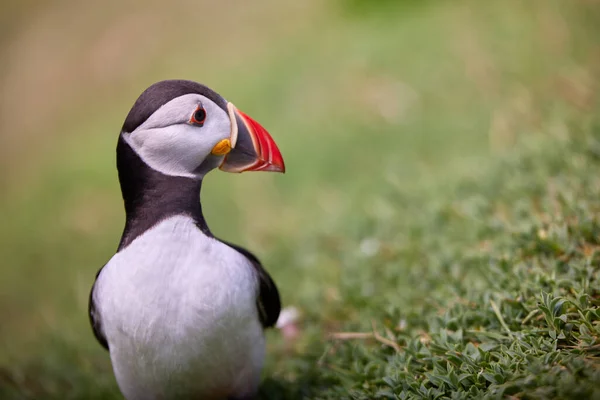 Puffin standing on a rock cliff . fratercula arctica Stock Image