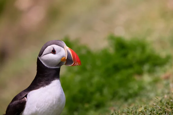 Puffin standing on a rock cliff . fratercula arctica Stock Image