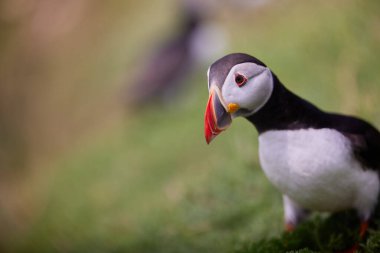 Uçurumun kenarında duran martı. fratercula arktika