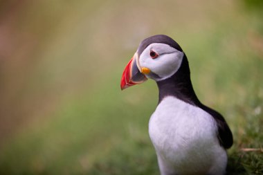 Uçurumun kenarında duran martı. fratercula arktika
