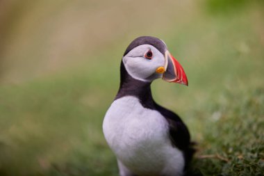 Uçurumun kenarında duran martı. fratercula arktika