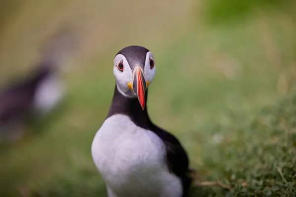 Puffin in piedi su una rupe rocciosa. fratercula arctica — Foto Stock