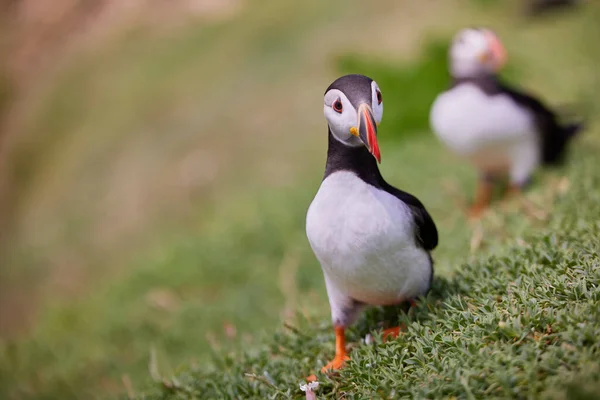 Puffin de pé em um penhasco. fratercula arctica — Fotografia de Stock