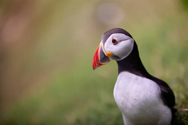 Puffin standing on a rock cliff . fratercula arctica Royalty Free Stock Images