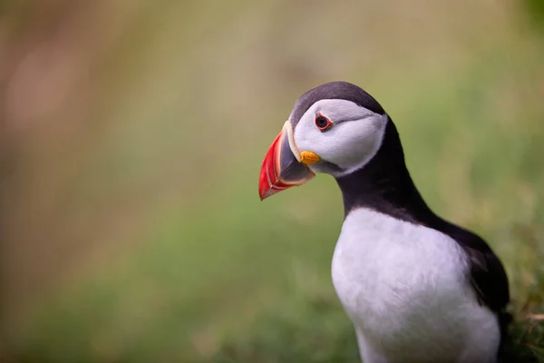 Puffin standing on a rock cliff . fratercula arctica Royalty Free Stock Images