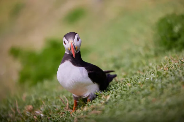 Frailecillo de pie sobre un acantilado de roca. fratercula arctica — Foto de Stock