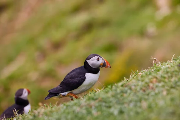 Паффин стоит на скале. fratercula arctica — стоковое фото