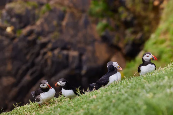 Papageitaucher stehen auf einer Felswand. fratercula arctica — Stockfoto