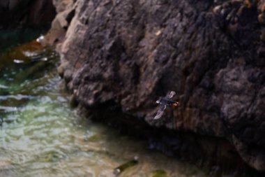 Uçurumun kenarında duran martı. fratercula arktika