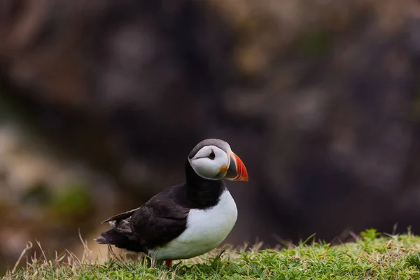 Puffin de pé em um penhasco. fratercula arctica — Fotografia de Stock