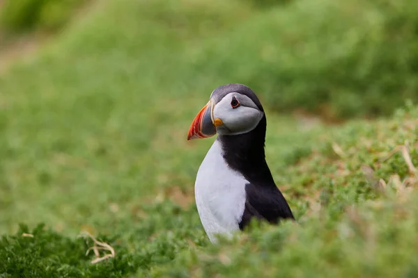 Puffin in piedi su una rupe rocciosa. fratercula arctica — Foto Stock