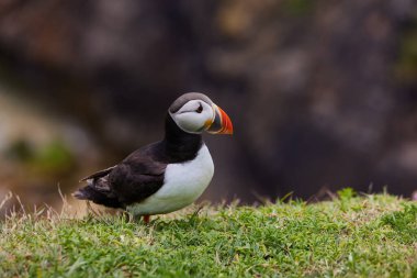 Uçurumun kenarında duran martı. fratercula arktika