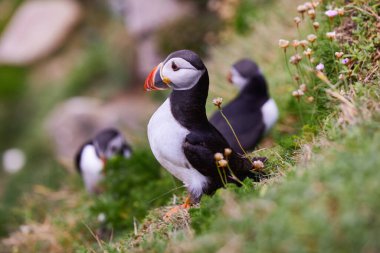 Uçurumun kenarında duran martı. fratercula arktika
