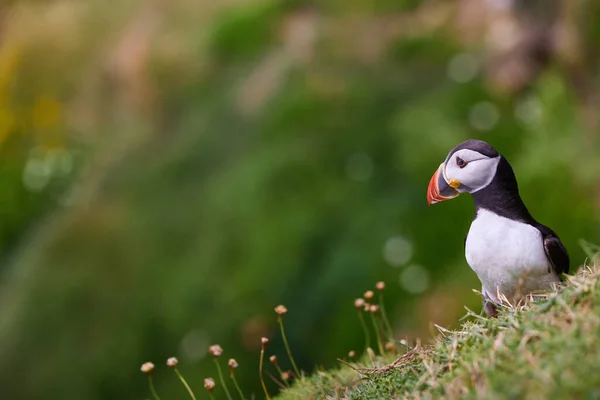 Puffin in piedi su una rupe rocciosa. fratercula arctica — Foto Stock