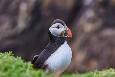 Uçurumun kenarında duran martı. fratercula arktika