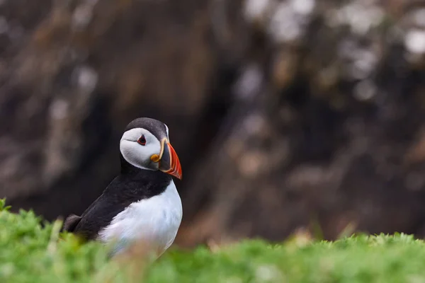 Паффин стоит на скале. fratercula arctica — стоковое фото