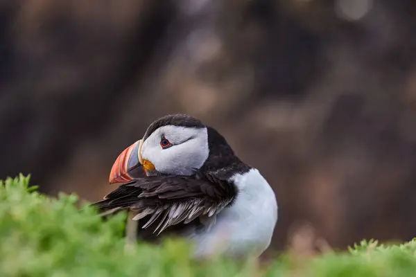 Macareux debout sur une falaise rocheuse. fratercula arctica — Photo