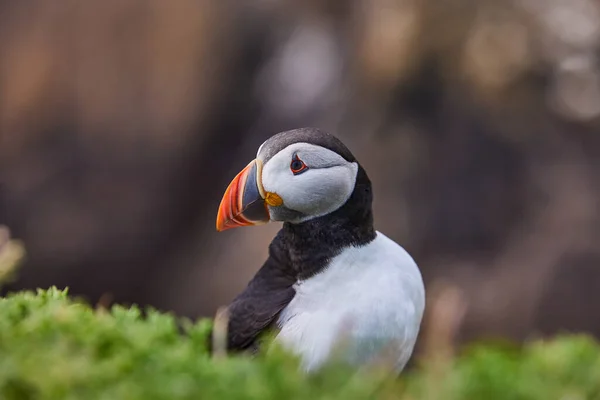 Atlanti Puffins madár vagy közönséges Puffin óceánkék háttérrel. Fratercula arctica. Írország legnépszerűbb madarai. — Stock Fotó