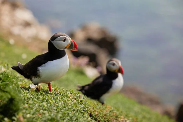 Frailecillo de pie sobre un acantilado de roca. fratercula arctica — Foto de Stock