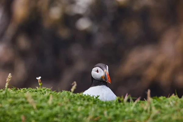 Puffin in piedi su una rupe rocciosa. fratercula arctica — Foto Stock