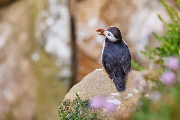 Puffin in piedi su una rupe rocciosa. fratercula arctica — Foto Stock