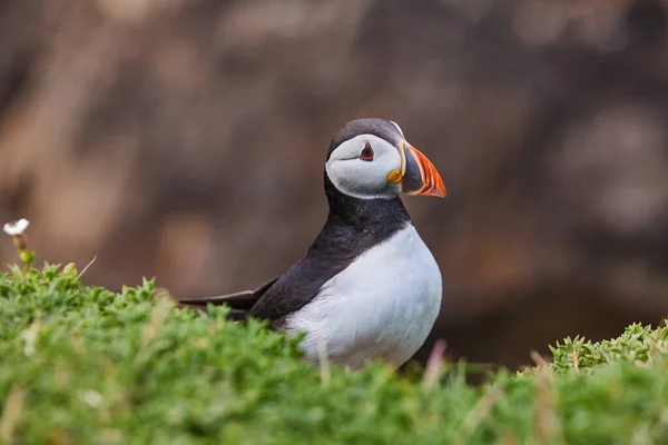 Паффин стоит на скале. fratercula arctica — стоковое фото