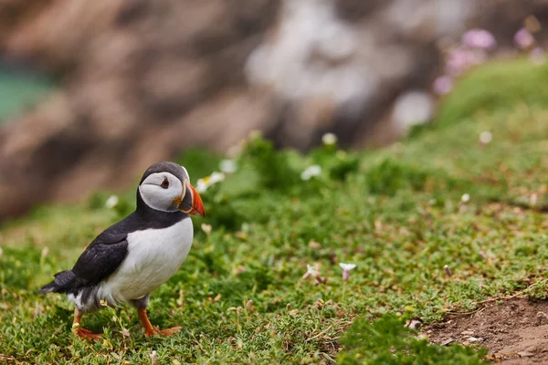 Macareux debout sur une falaise rocheuse. fratercula arctica — Photo