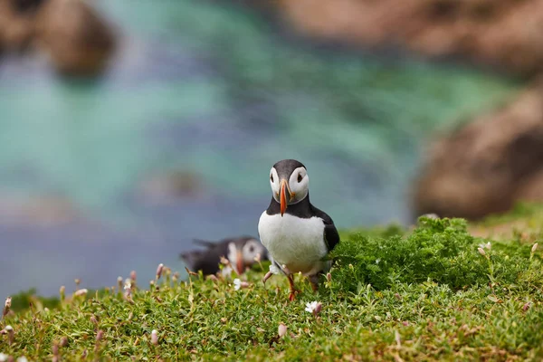 Frailecillos del Atlántico pájaro o frailecillo común en fondo azul océano. Fratercula arctica. Irlanda aves más populares. —  Fotos de Stock