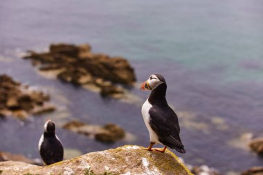 Uçurumun kenarında duran martı. fratercula arktika