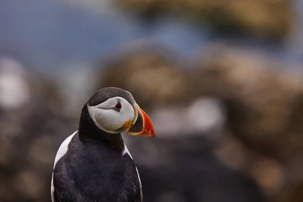 Puffin in piedi su una rupe rocciosa. fratercula arctica — Foto Stock