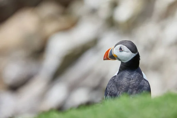 Puffin standing on a rock cliff . fratercula arctica — Stock Photo, Image