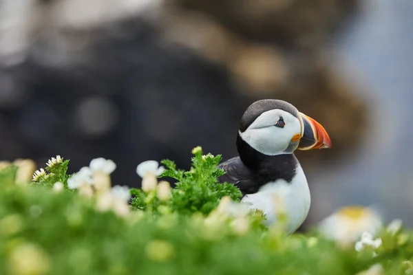 Паффин стоит на скале. fratercula arctica — стоковое фото