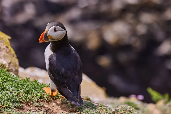 Macareux debout sur une falaise rocheuse. fratercula arctica — Photo