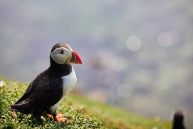 Uçurumun kenarında duran martı. fratercula arktika