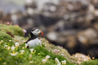 Uçurumun kenarında duran martı. fratercula arktika