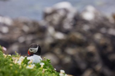 Uçurumun kenarında duran martı. fratercula arktika