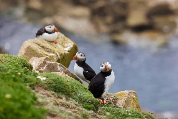 Papageitaucher stehen auf einer Felswand. fratercula arctica — Stockfoto