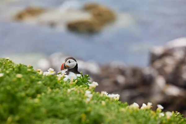 Frailecillo de pie sobre un acantilado de roca. fratercula arctica —  Fotos de Stock